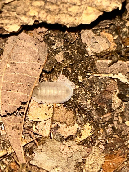 Cubaris sp. "White Panda"