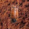 Picture of lava isopod, porcellio scaber