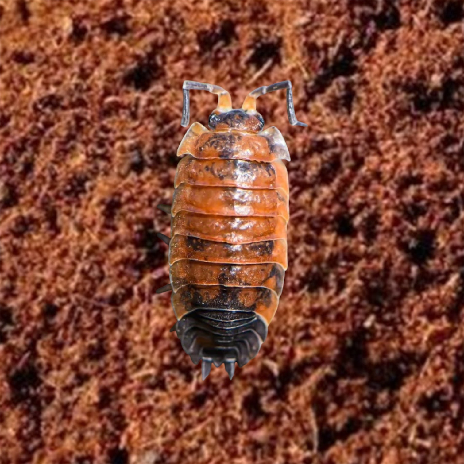 Picture of lava isopod, porcellio scaber