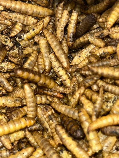 Dried Calci Worms for sale UK