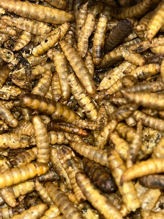 Dried Calci Worms for sale UK