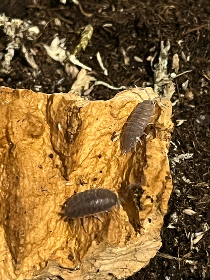 Tropical Grey Isopods (Porcellionides Pruinosus) for sale UK