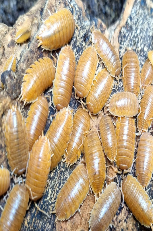 GIANT ORANGE ISOPODS (PORCELLIO LAEVIS)