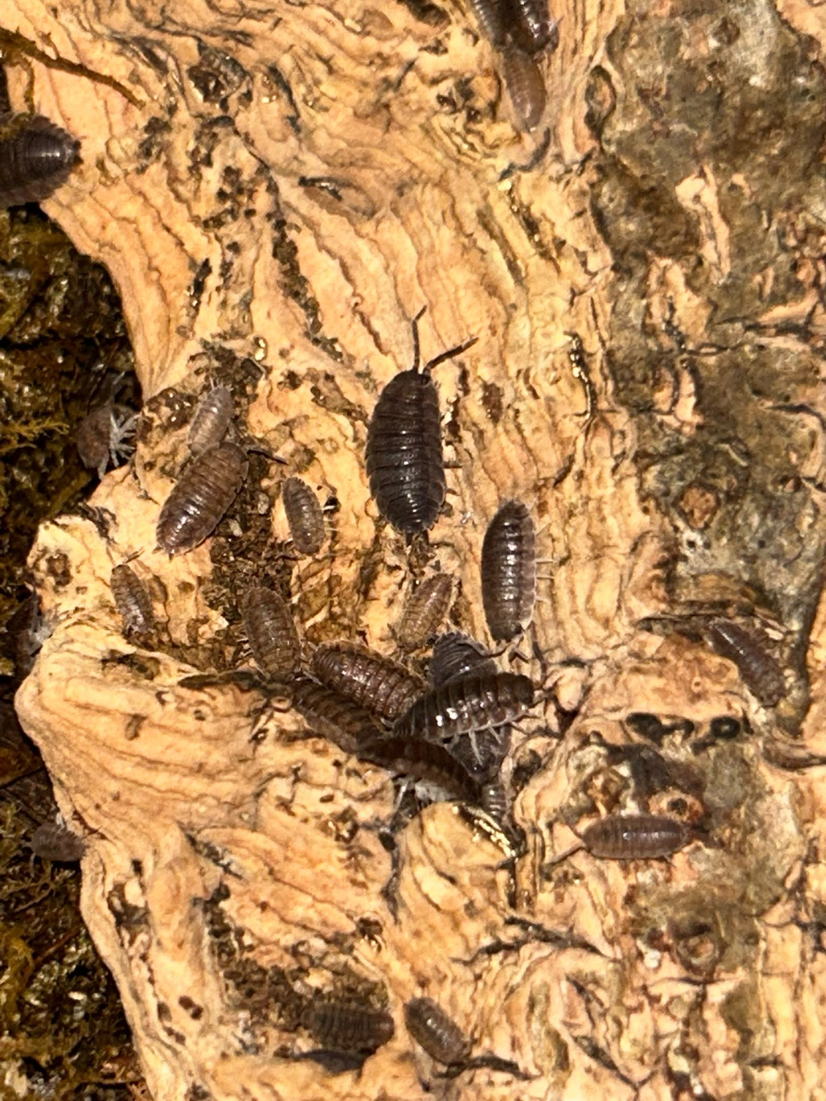Porcellio scaber "Grey" Isopods