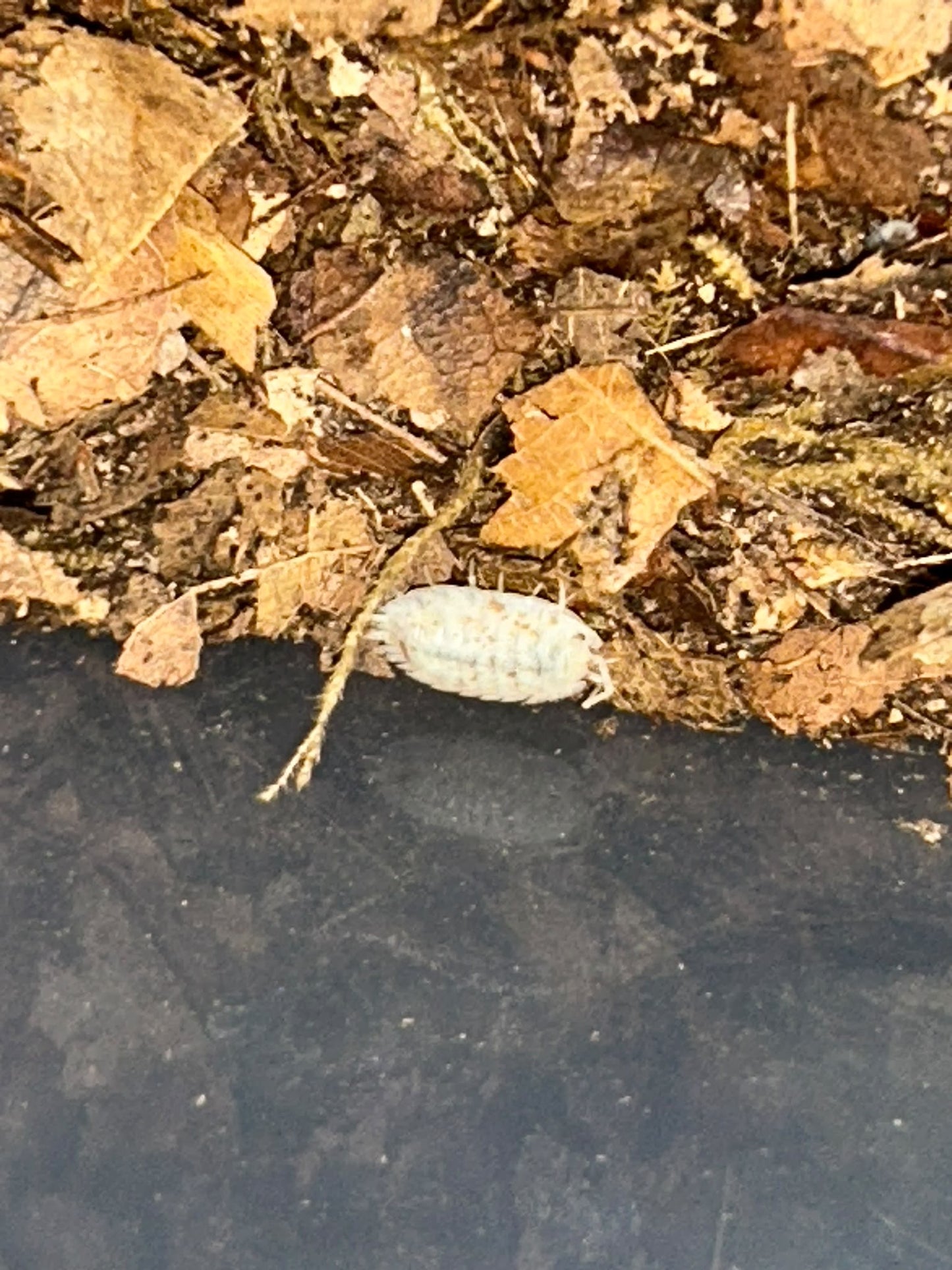 Porcellio scaber "Morph Mix"