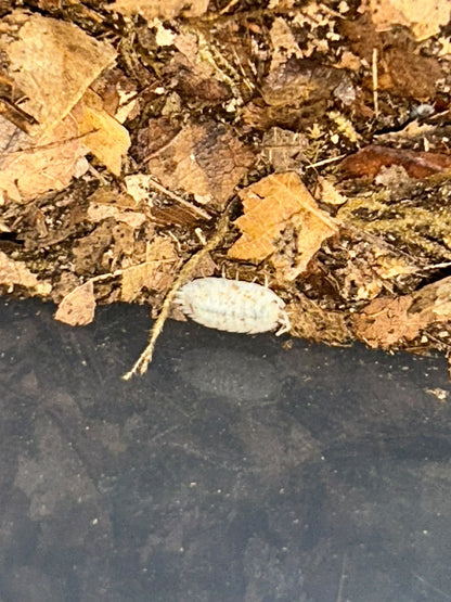 Porcellio scaber "Morph Mix"