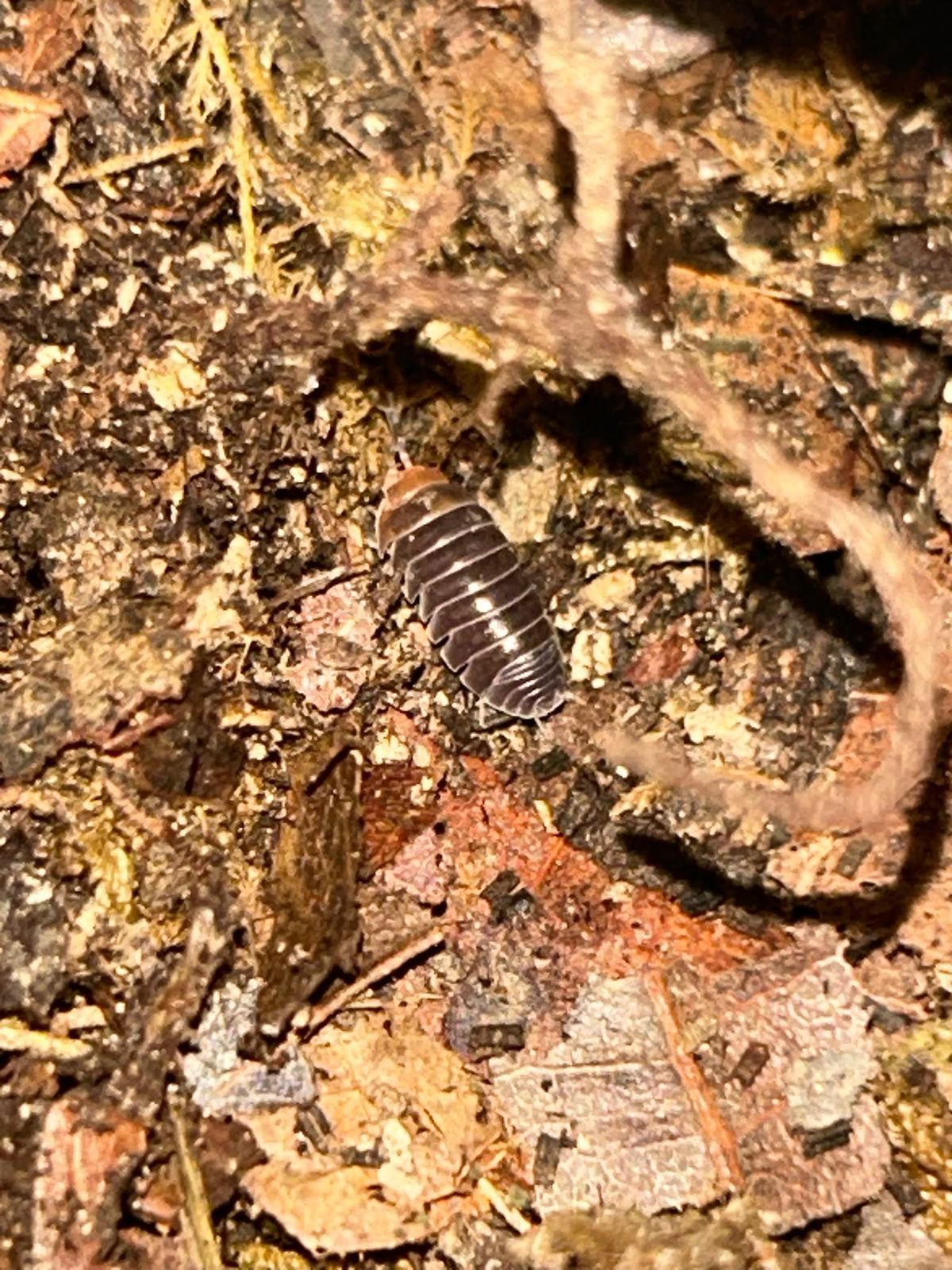 Armadilldium flavoscatum "Red Head" Isopods