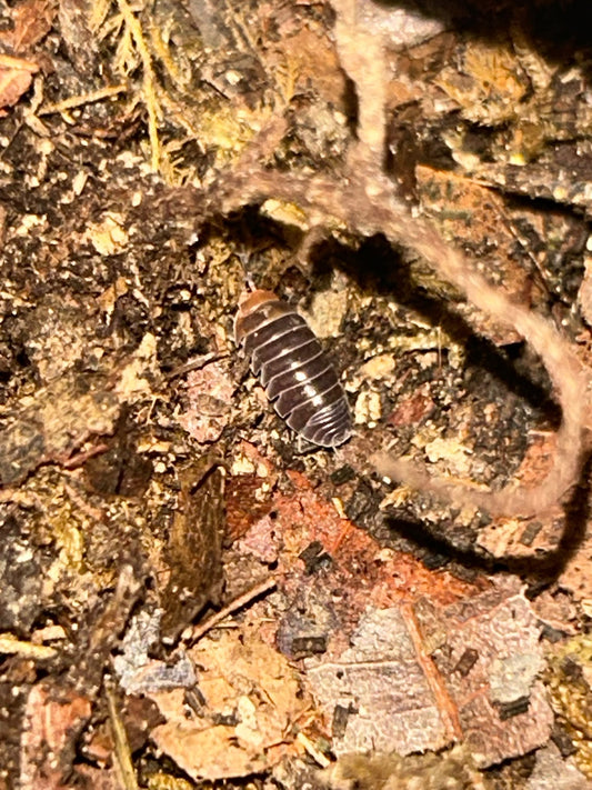 Armadilldium flavoscatum "Red Head" Isopods