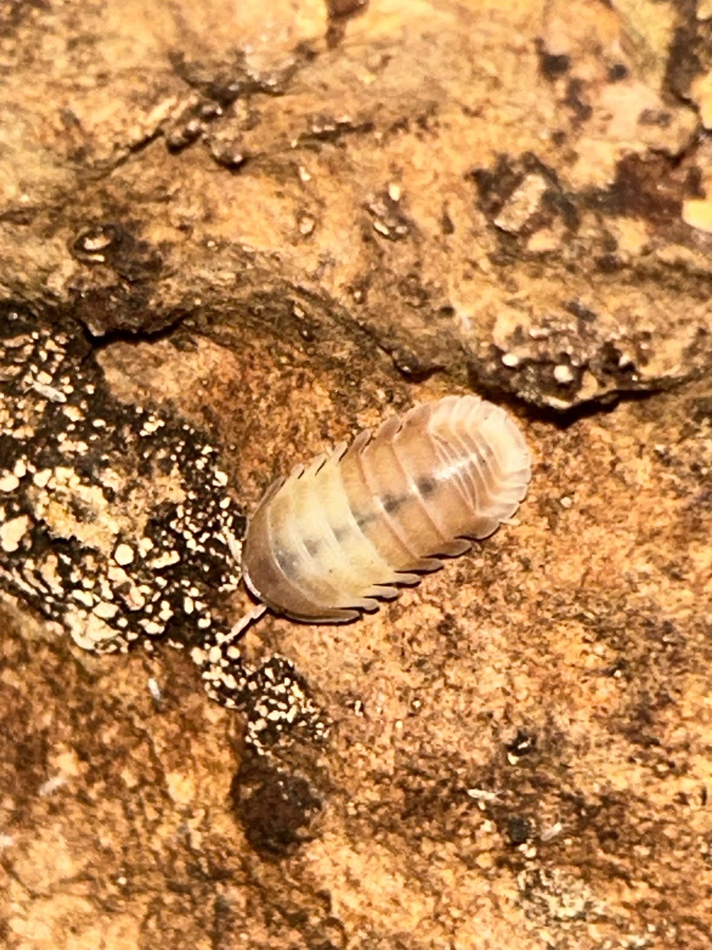 Cubaris sp. "Pink Panda"