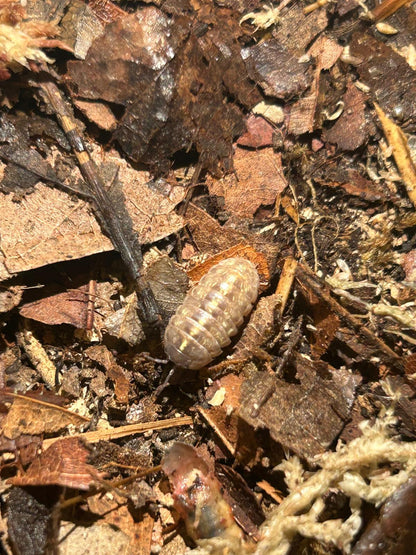 Germany Isopods (Armadillidium Vulgare) for sale UK