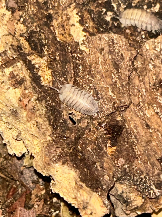 Armadillidium pallasii Isopods