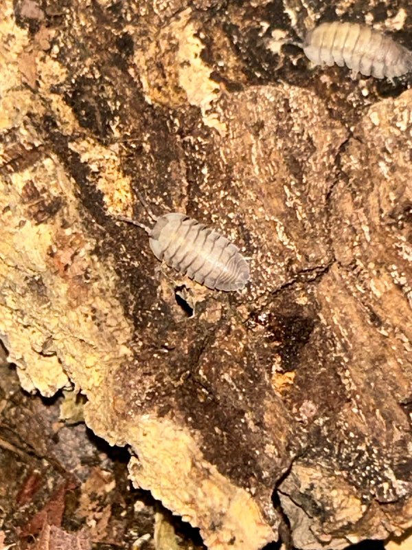 Armadillidium pallasii Isopods