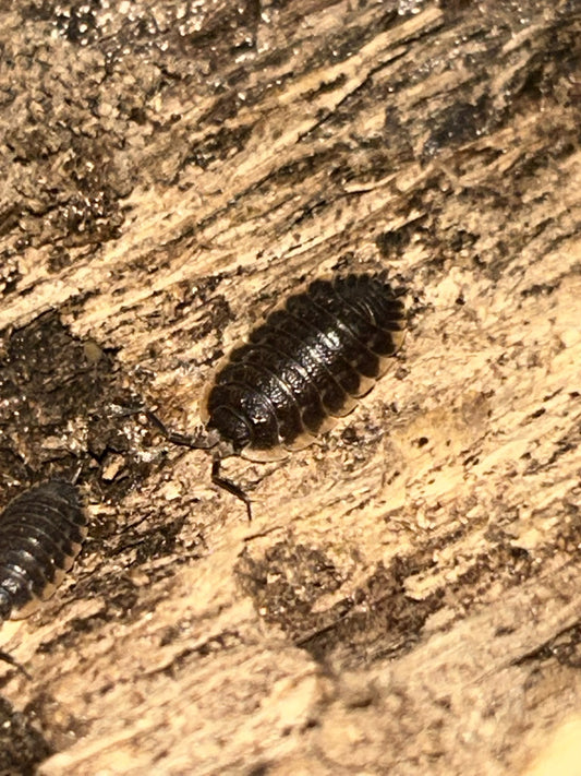 Trachelipus caucasius Isopods