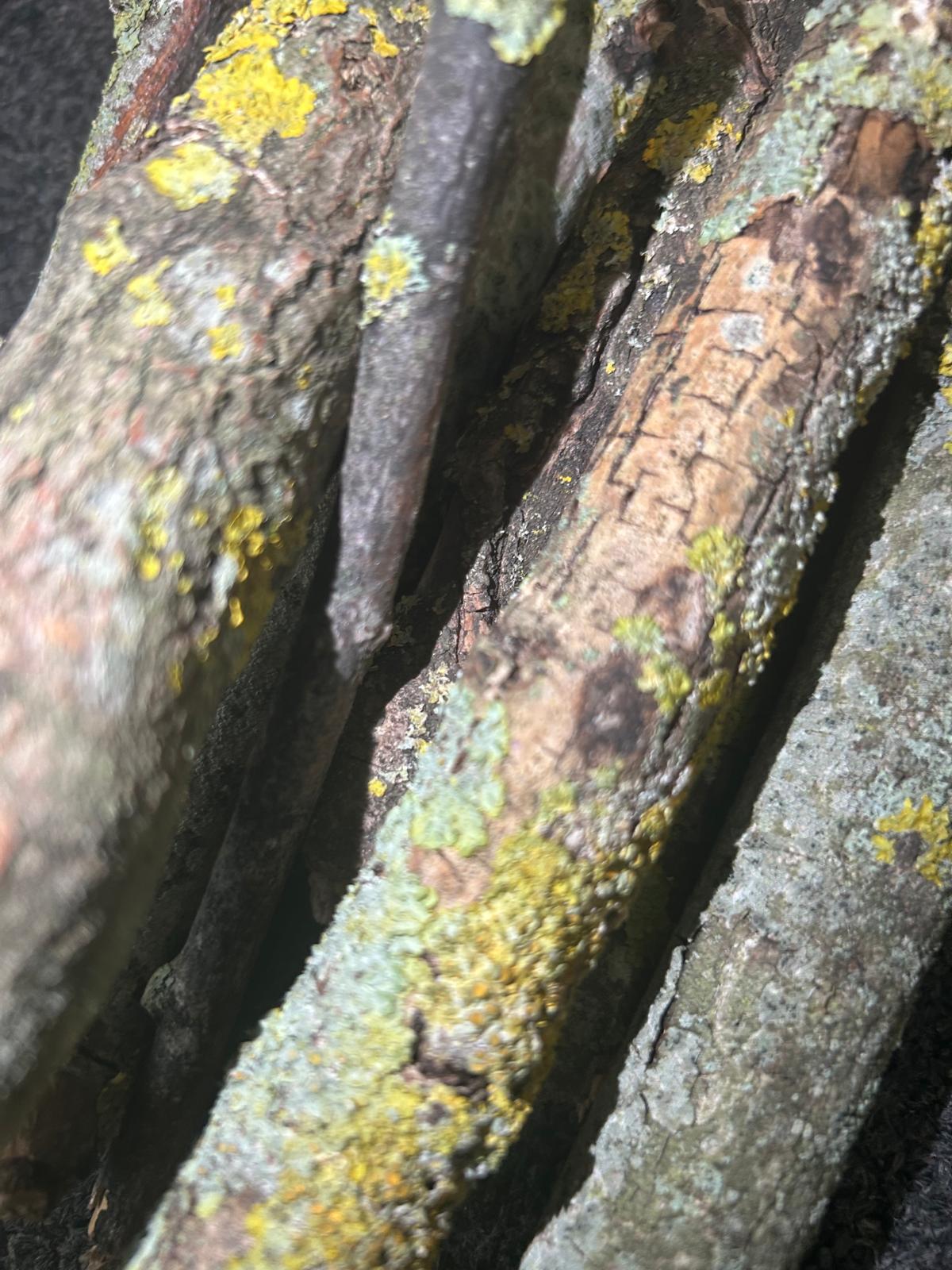 Lichen Sticks