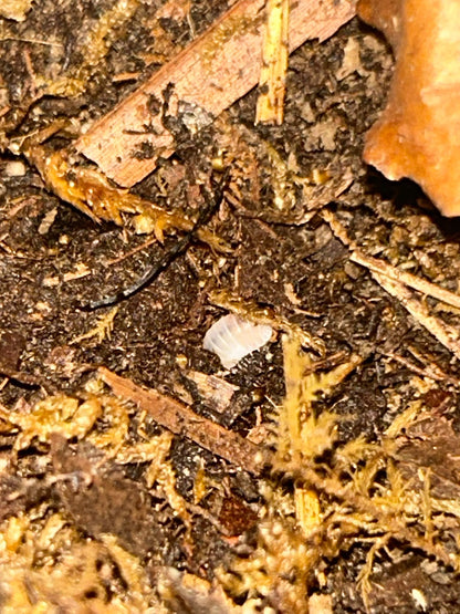 Cubaris sp. "Pink Panda"