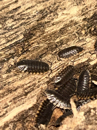 Trachelipus caucasius Isopods