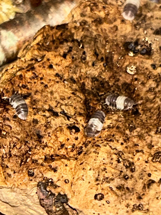 Cubaris Sp. "Panda King"