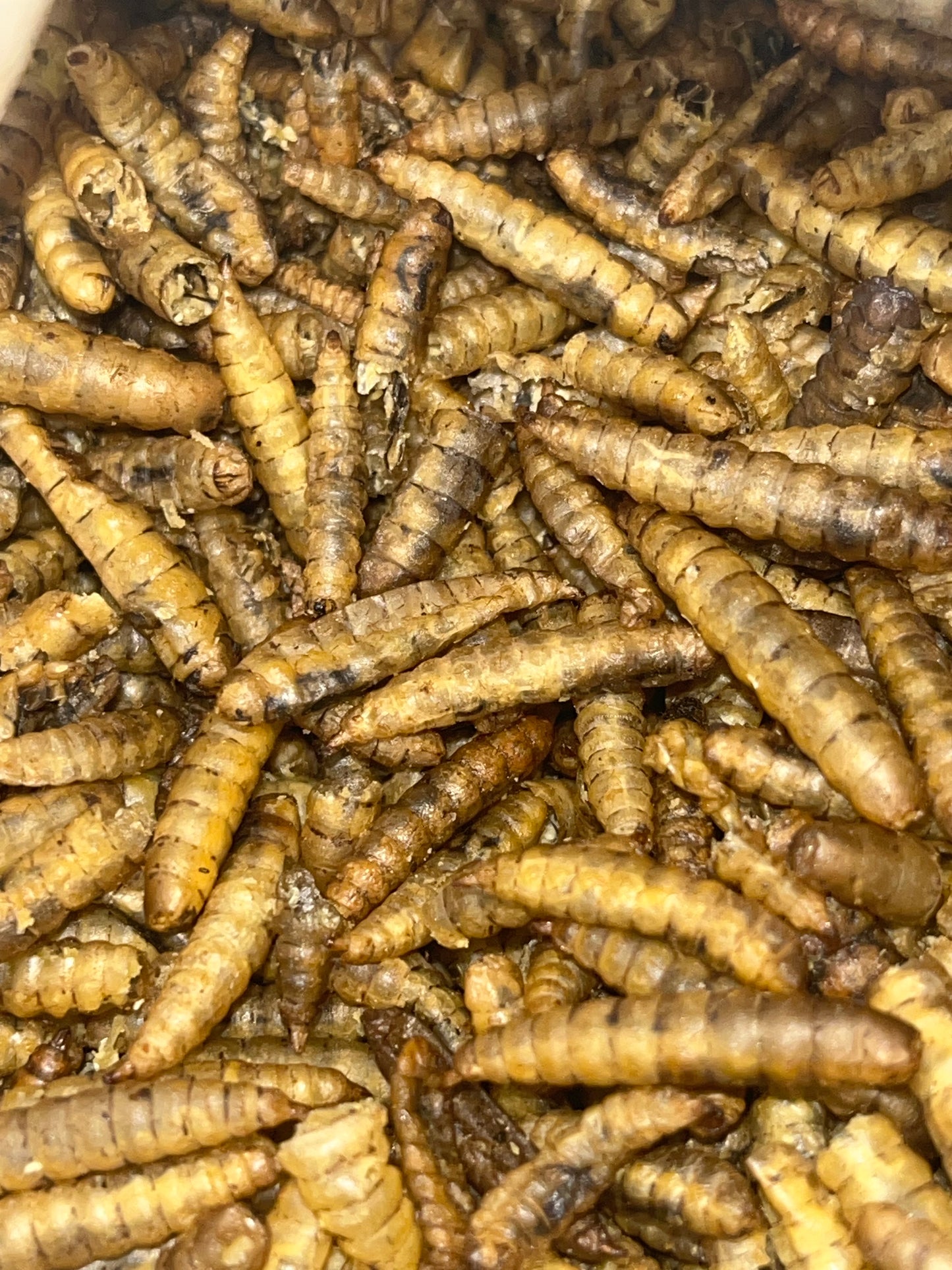 Dried Calci Worms for sale UK