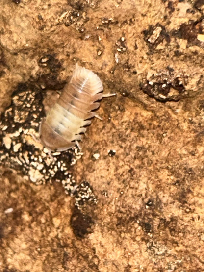 Cubaris sp. "Pink Panda"