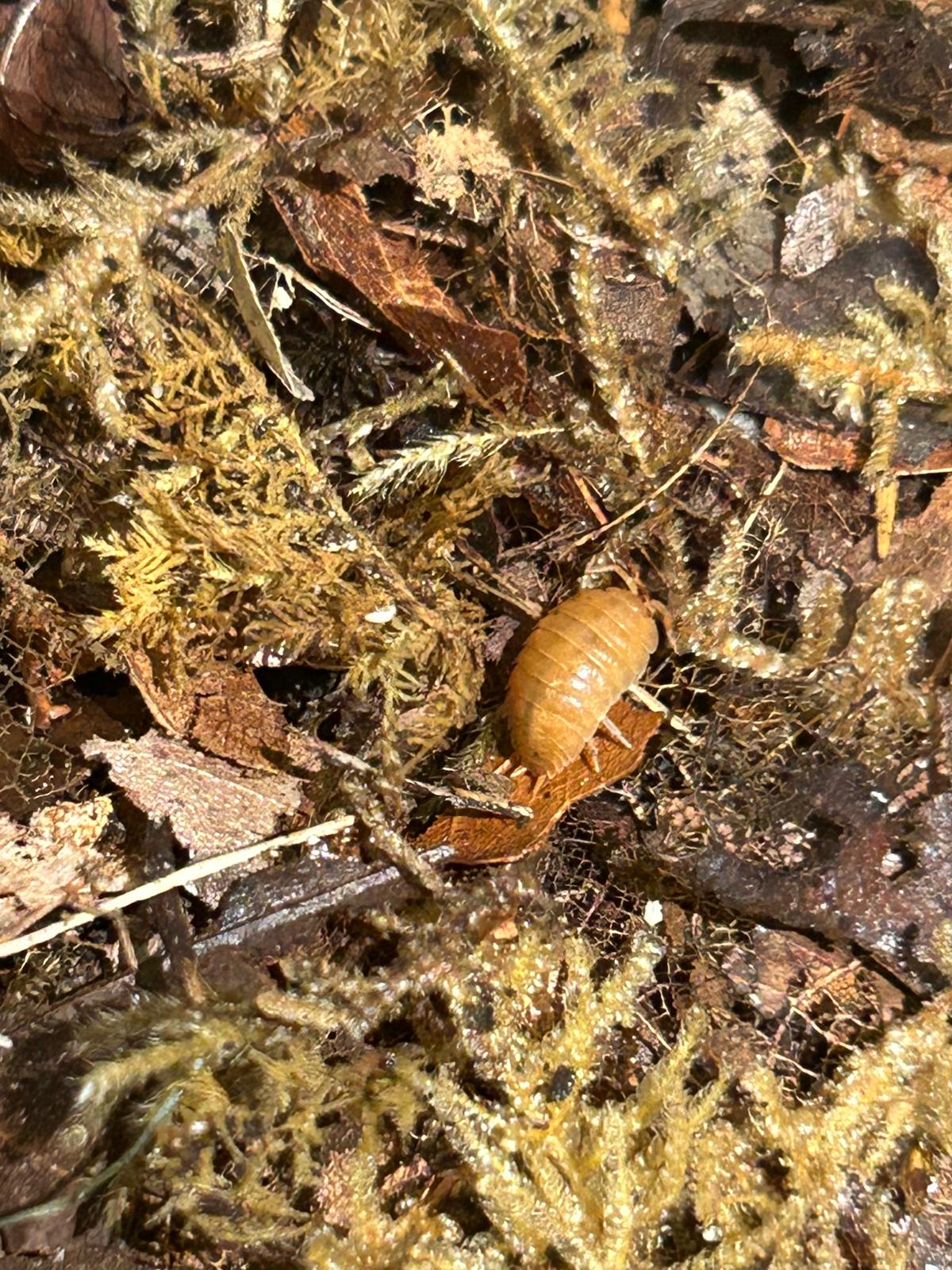Giant Orange Isopods (Porcellio Laevis) for sale UK