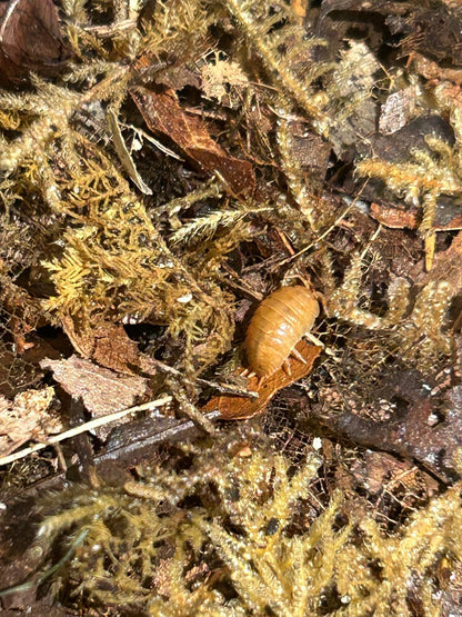 Giant Orange Isopods (Porcellio Laevis) for sale UK