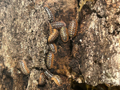 Montenegro Isopods (Armadillidium Klugii) for sale UK