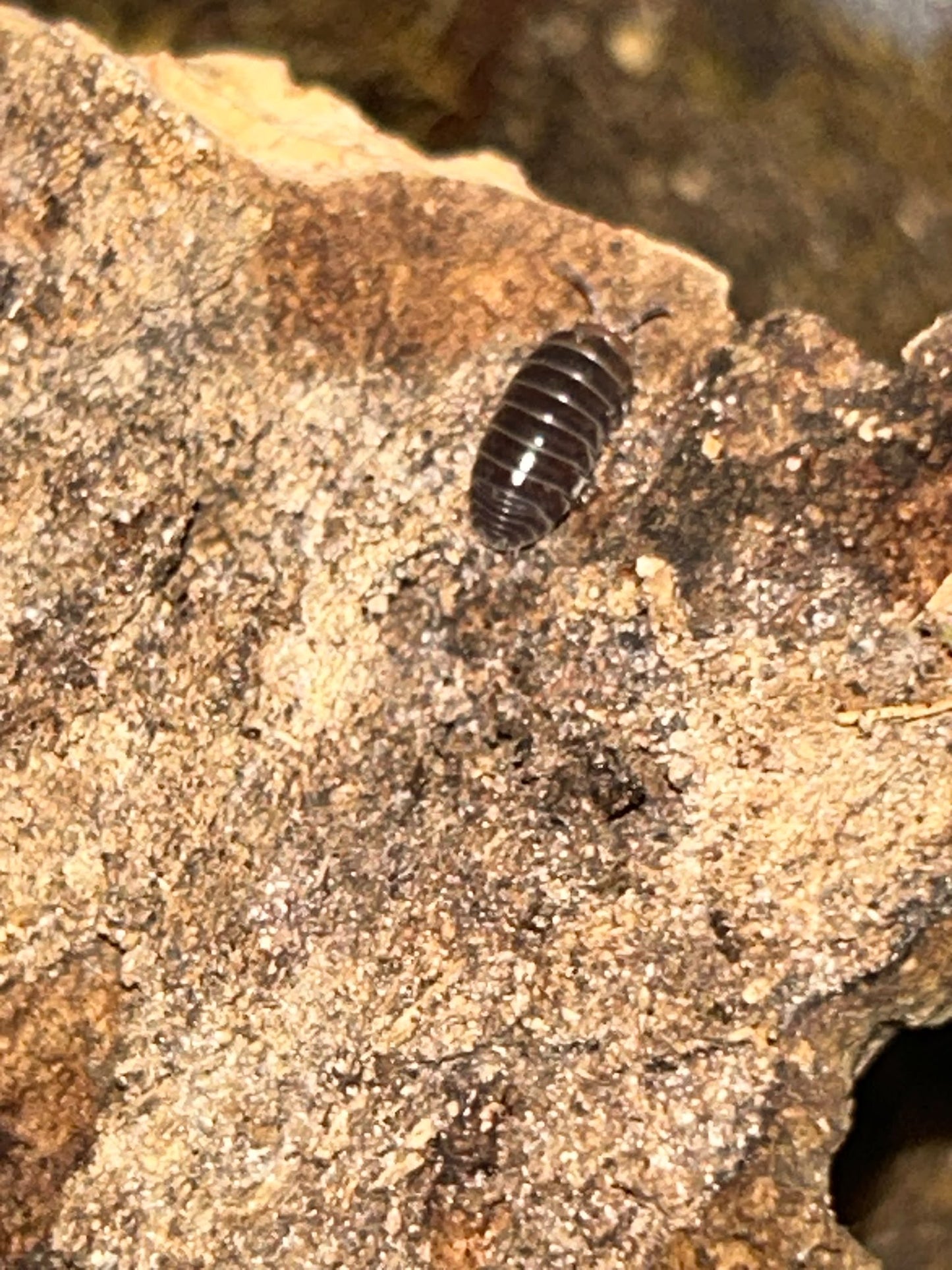 Armadilldium flavoscatum "Red Head" Isopods