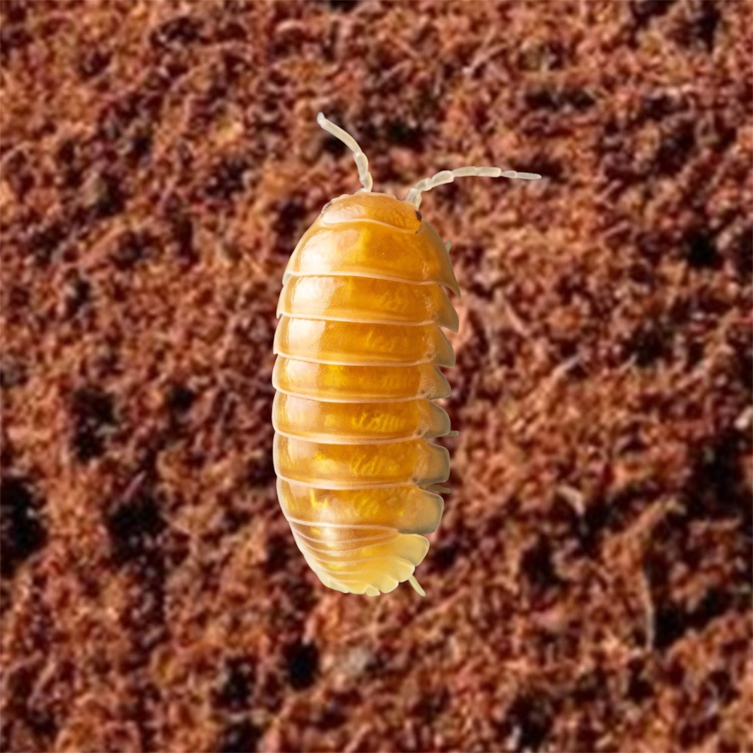 Picture of T+ Albino Isopod, Armadillidium vulgare