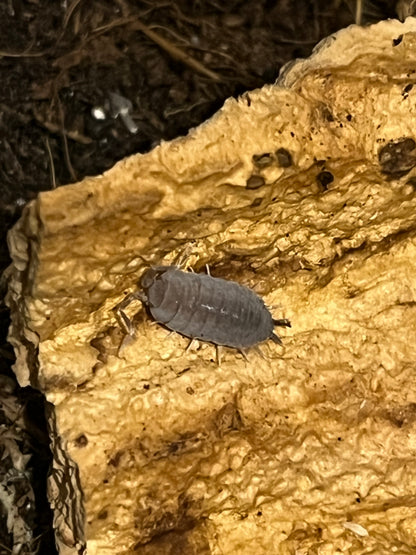 Tropical Grey Isopods (Porcellionides Pruinosus) for sale UK