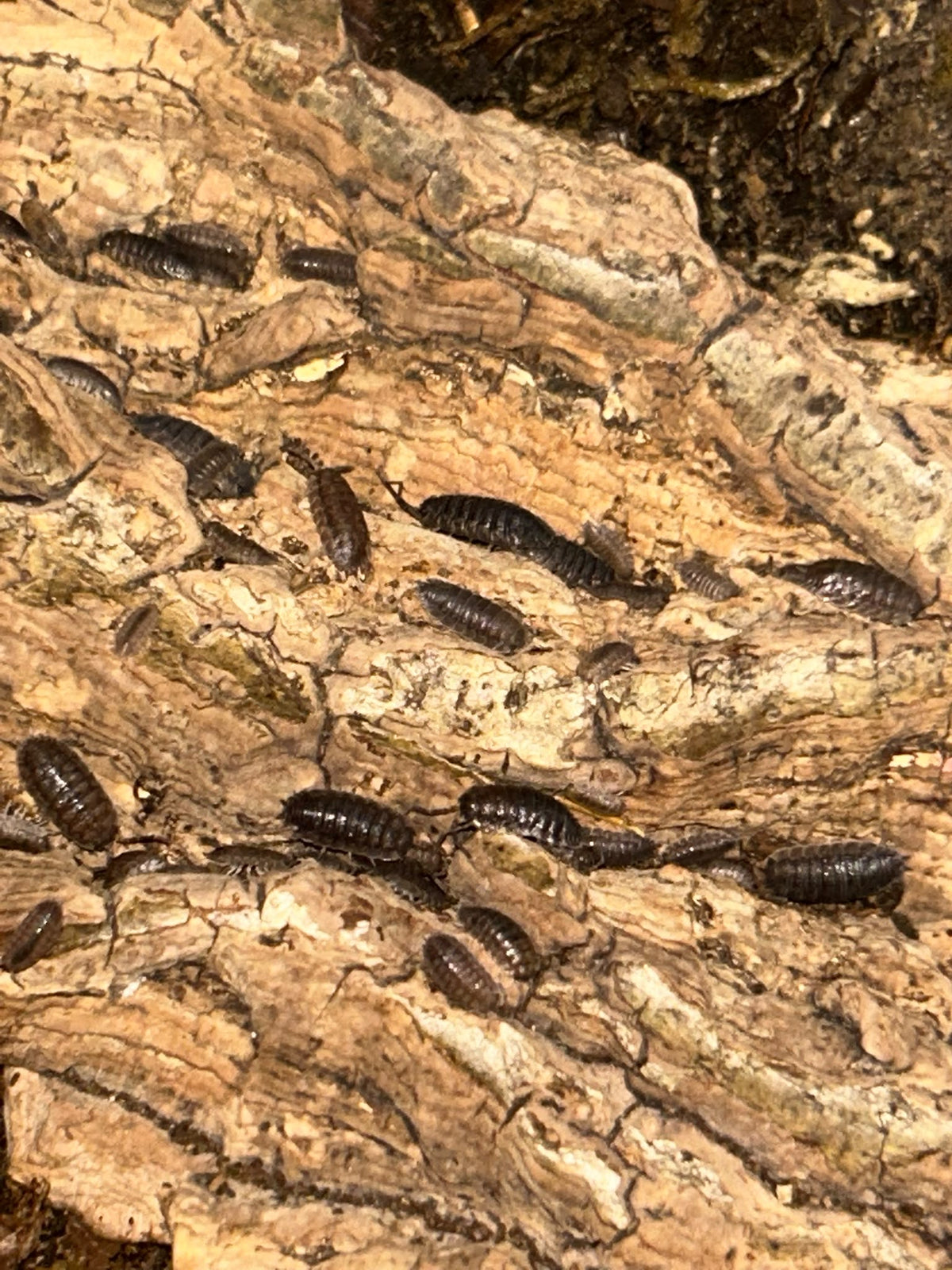 Porcellio scaber "Grey" Isopods