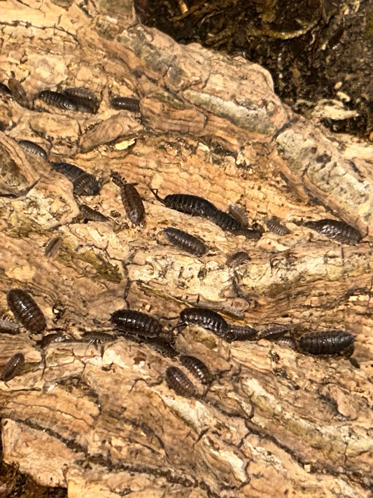 Porcellio scaber "Grey" Isopods