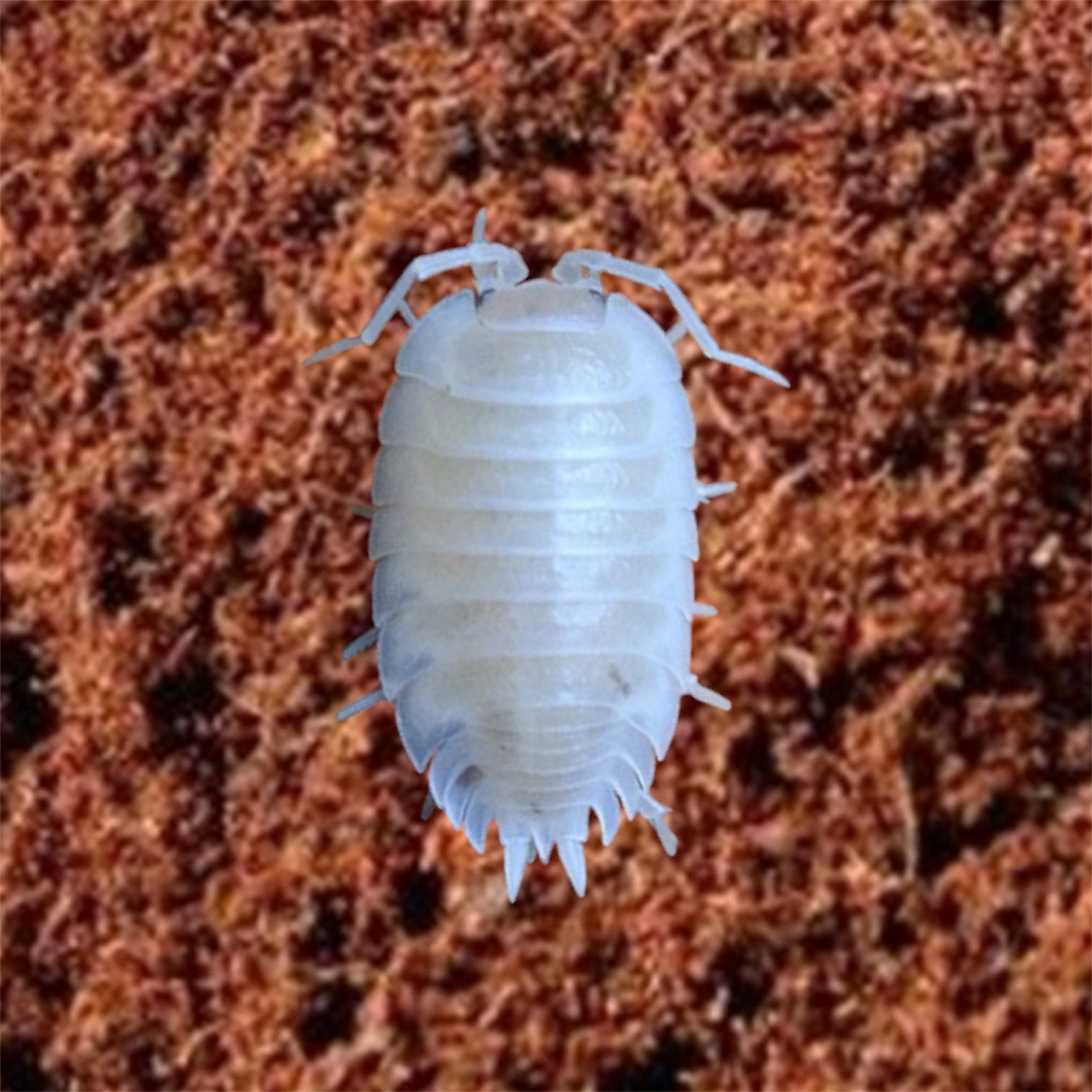 White isopod, porcellio laevis