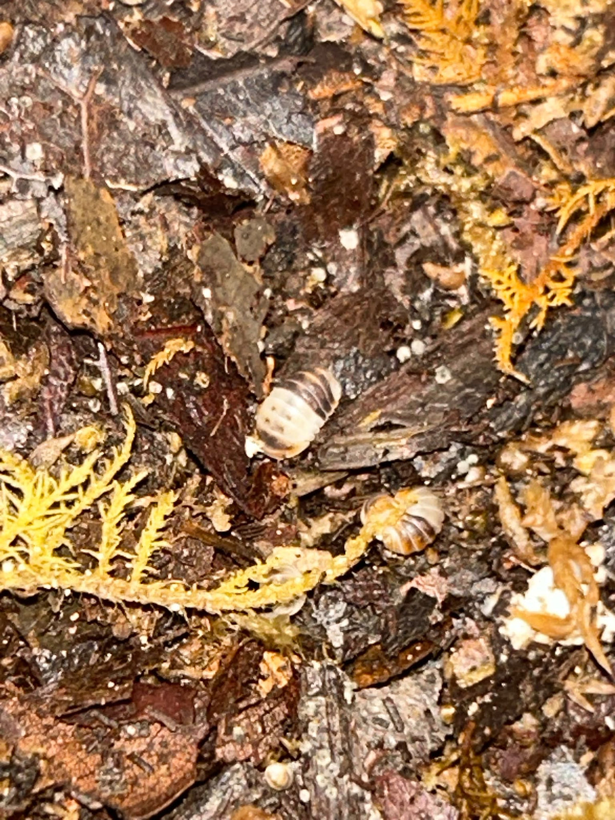 Cubaris sp. "White Shark"