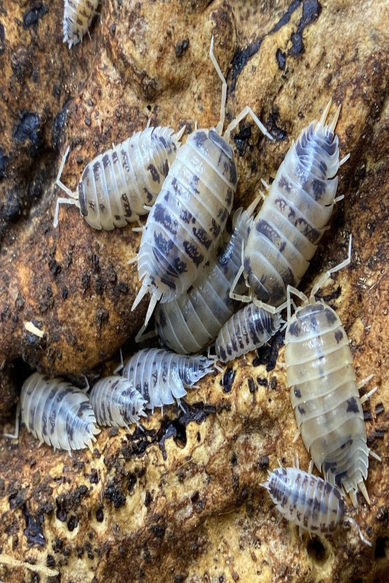 DAIRY COW ISOPODS (PORCELLIO LAEVIS) FOR SALE UK