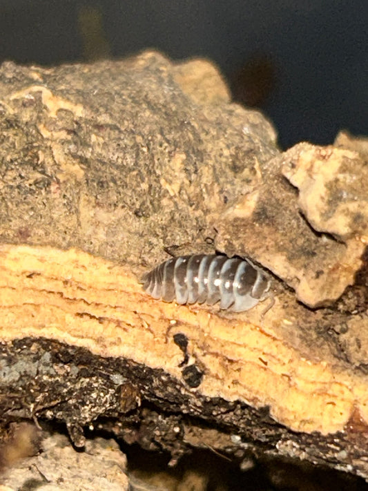 Armadillidium maculatum "Chocolate Zebra"