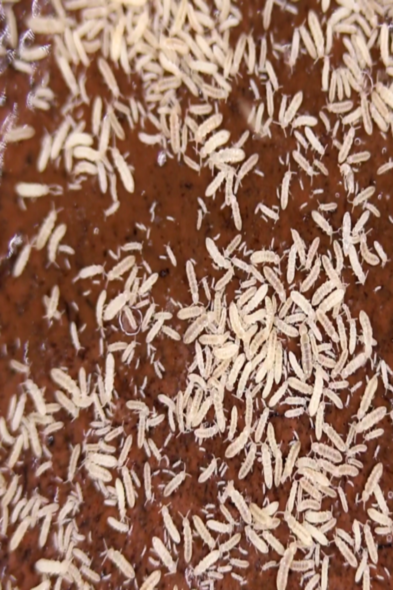 Tropical Springtails (Coecobrya Tenebricosa) for sale UK