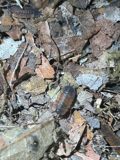 Lava Isopods (Porcellio Scaber) for sale UK
