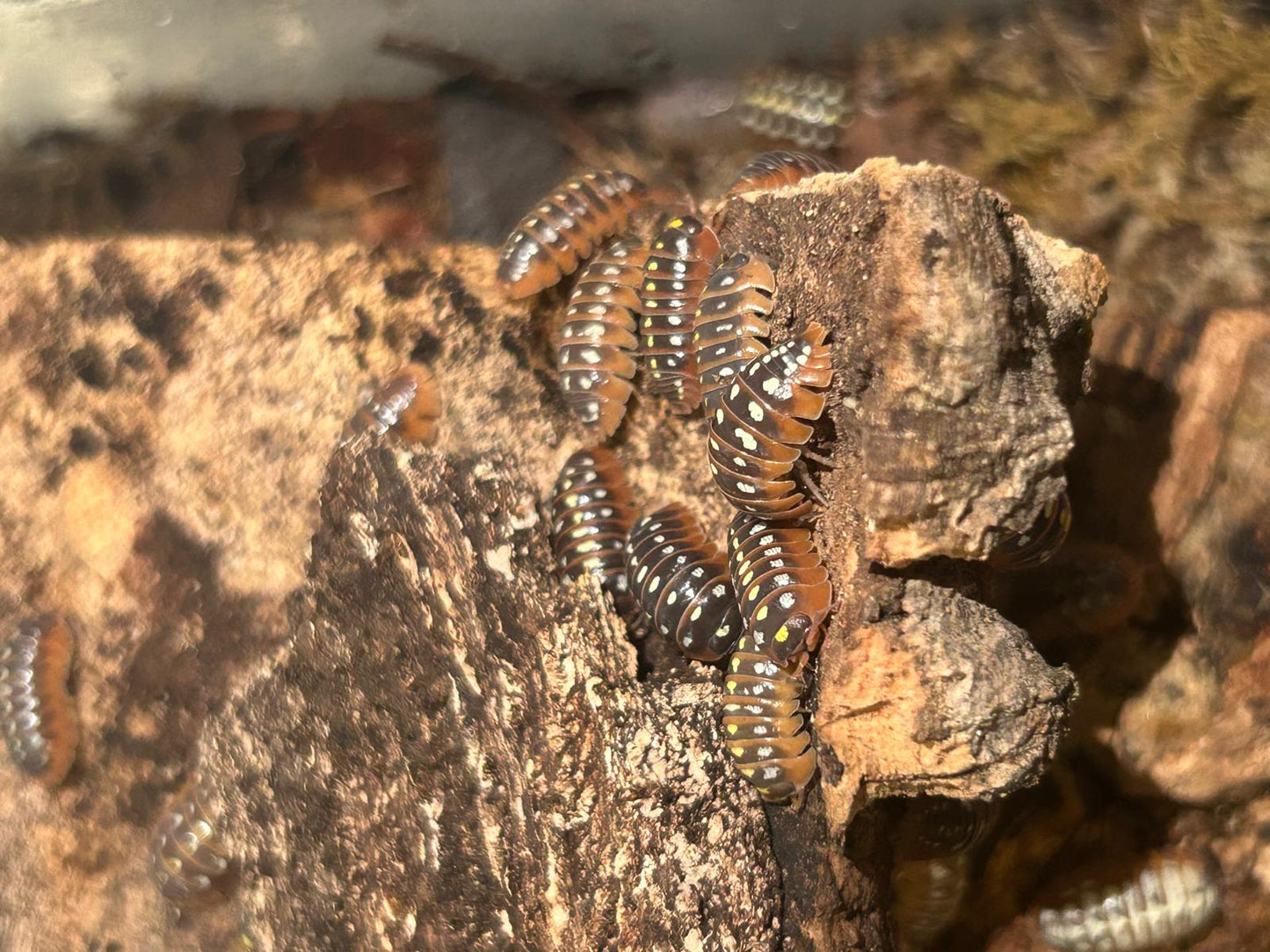 Montenegro Isopods (Armadillidium Klugii) for sale UK