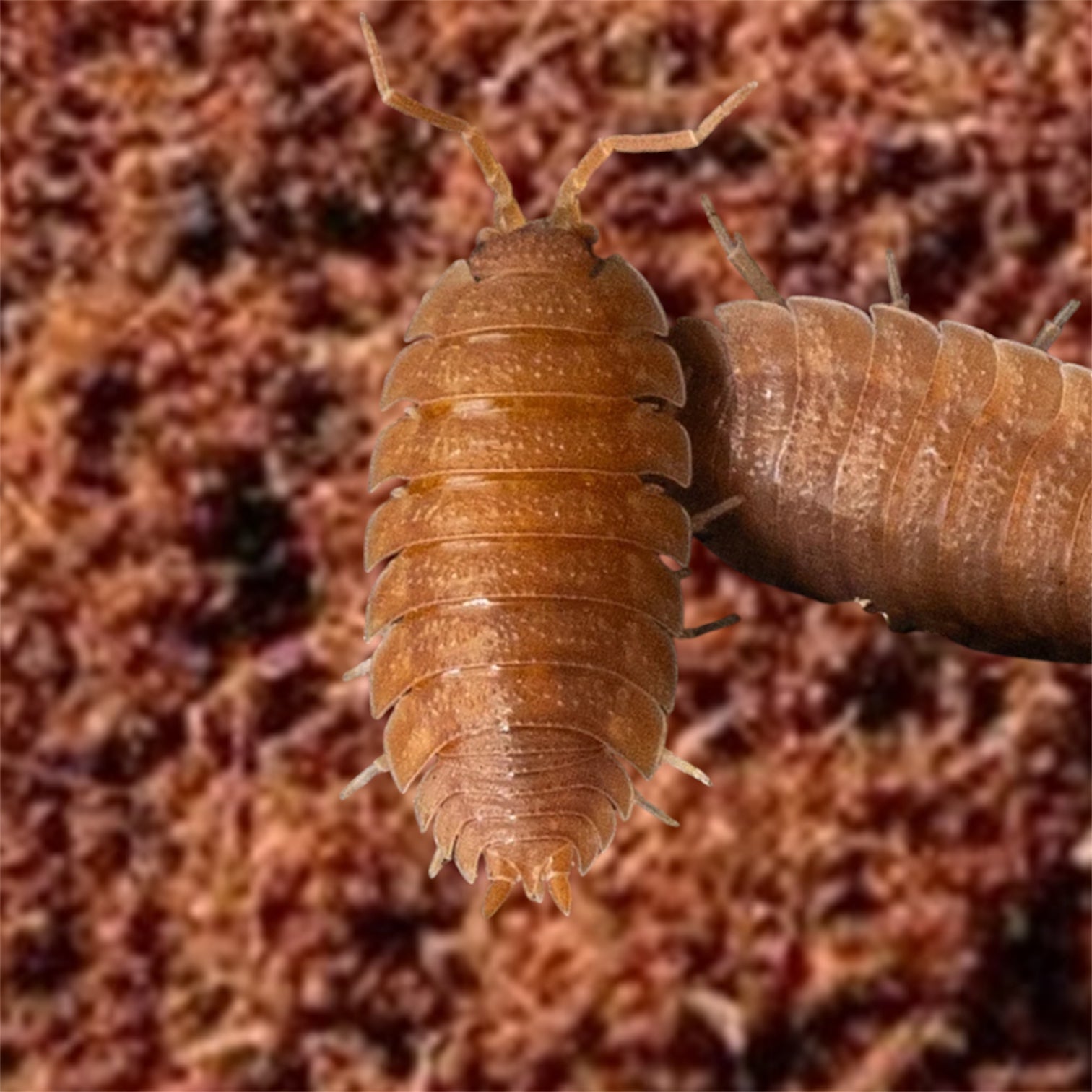Picture of orange isopod porcellio scaber