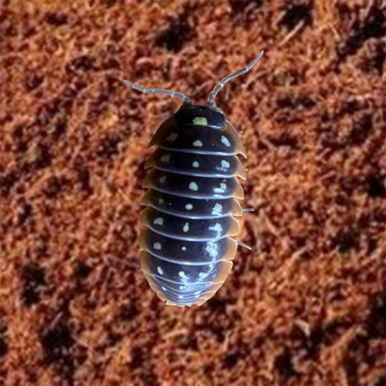 Picture of Montenegro Isopod, Armadillidium klugii
