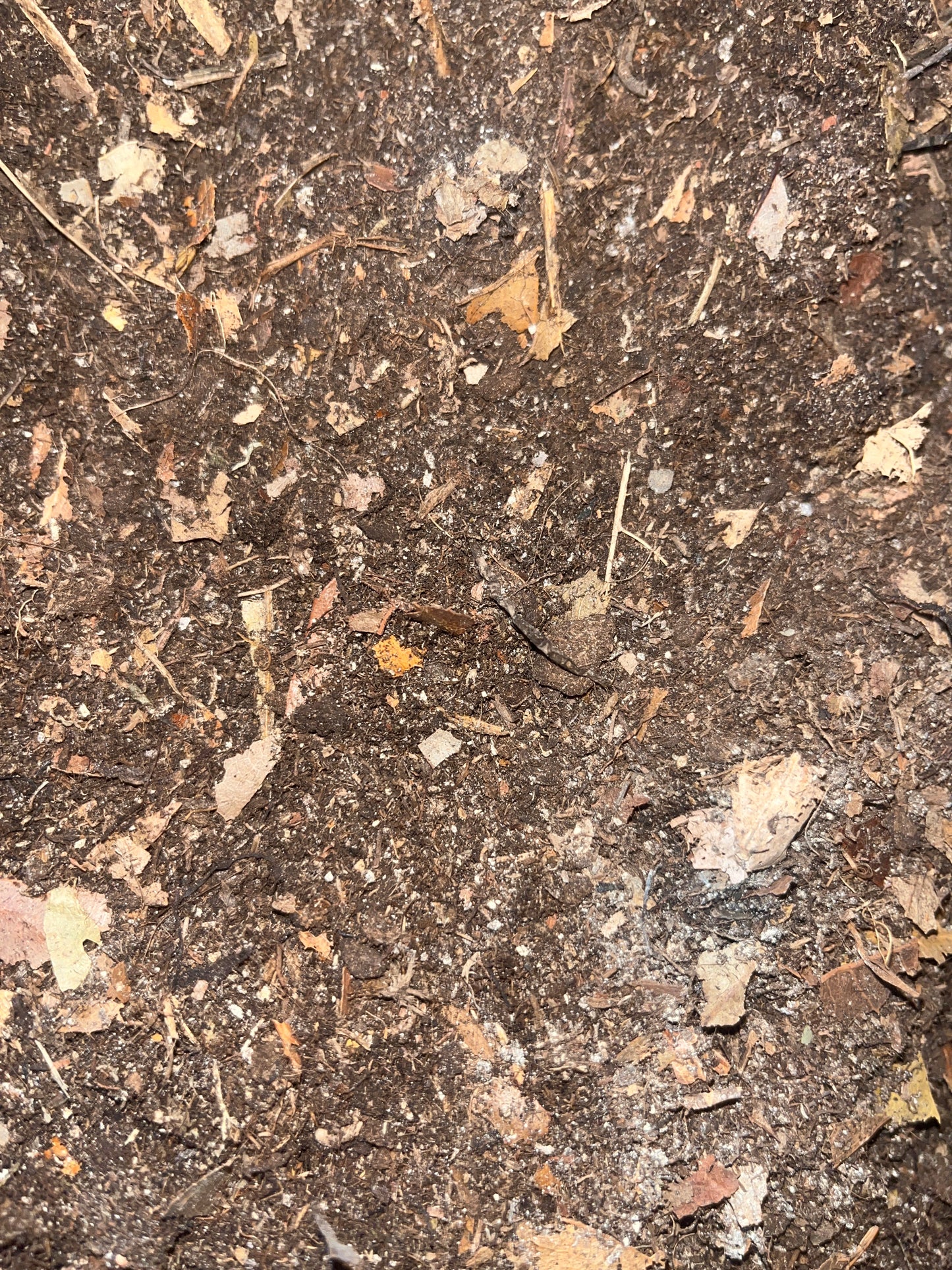 Isopod Substrate