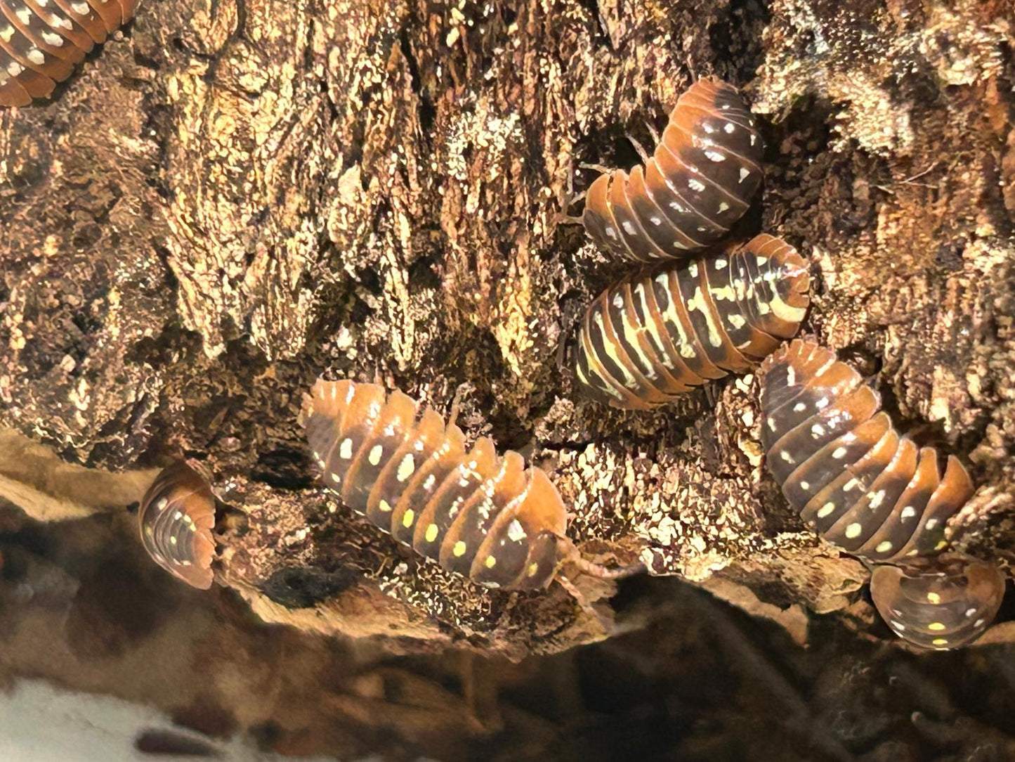 Montenegro Isopods (Armadillidium Klugii) for sale UK