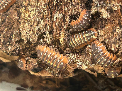 Montenegro Isopods (Armadillidium Klugii) for sale UK