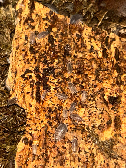 Porcellio scaber "Grey" Isopods