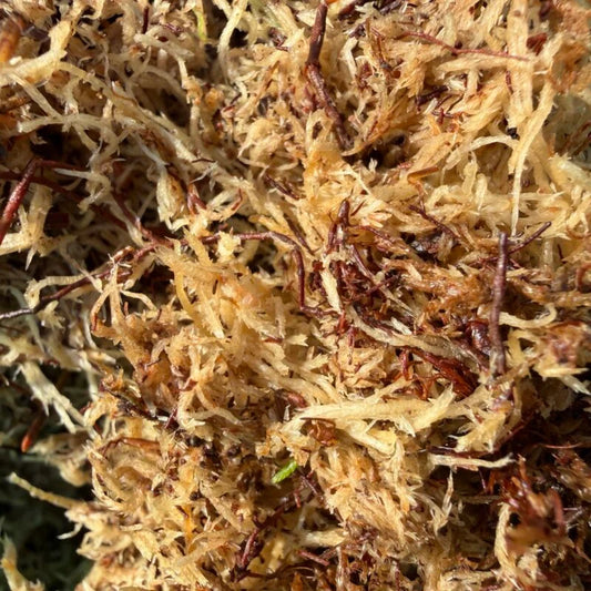 WELSH SPHAGNUM MOSS FOR INVERTS