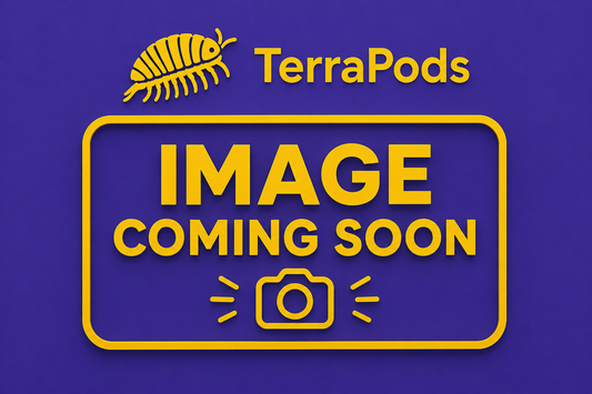 Lilac and Yellow Springtails (Ceratophysella sp.)
