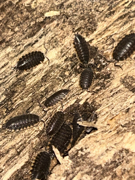 Trachelipus caucasius Isopods