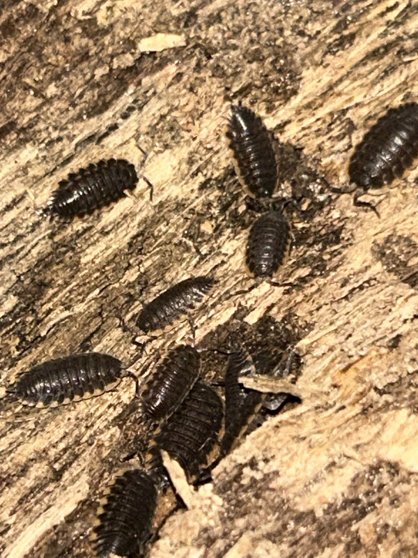 Trachelipus caucasius Isopods
