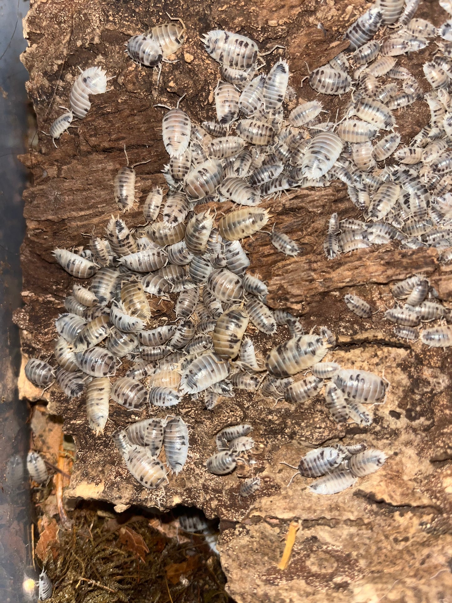 Dairy Cow Isopods (Porcellio Laevis) for sale UK
