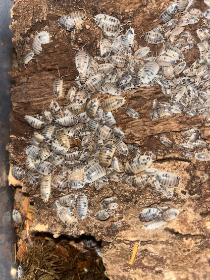 Dairy Cow Isopods (Porcellio Laevis) for sale UK